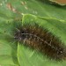 Late instar larva • Netherlands • © Jeroen Voogd