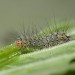 Early instar Larva • ex. female, per. P. Talbot, Elland. W. Yorks. • © Ian Kimber