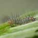 Early instar Larva • ex. female, per. P. Talbot, Elland. W. Yorks. • © Ian Kimber