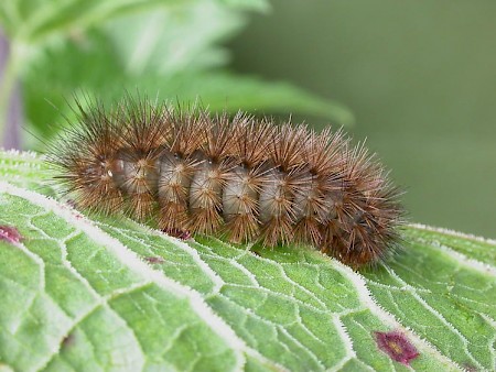 Muslin Moth Diaphora mendica