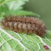 Late instar larva • ex. female, per. P. Talbot, Elland. W. Yorks. • © Ian Kimber