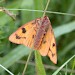 Adult • Barnhamcross Common, Thetford, Norfolk • © Andy Musgrove