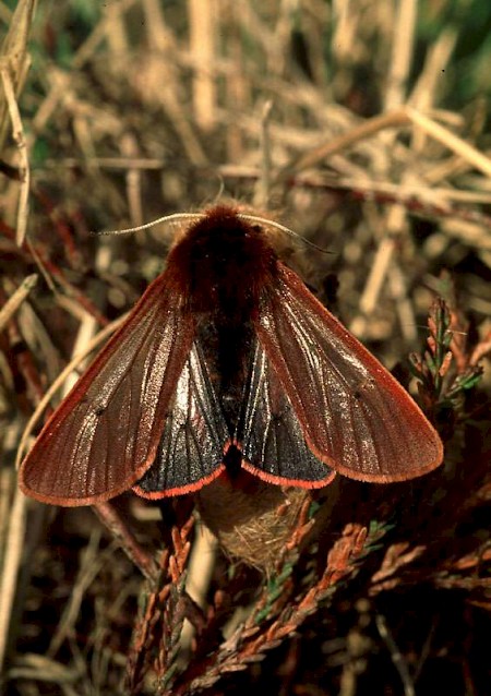 Ruby Tiger Phragmatobia fuliginosa