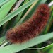 Larva • Cuil Bay, Argyll • © Jan Hamilton