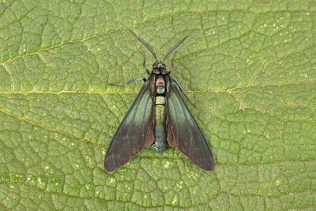 Satin Stowaway Antichloris viridis