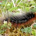 Larva • Holy Island, Northumberland • © Peter Anderson