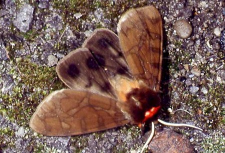 Garden Tiger Arctia caja