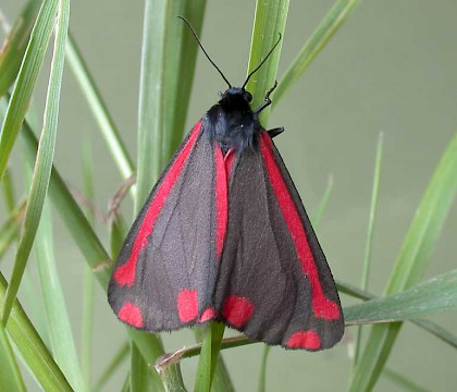 Adult • Littleborough, Lancs • © Ian Kimber