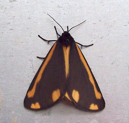 The Cinnabar Tyria jacobaeae