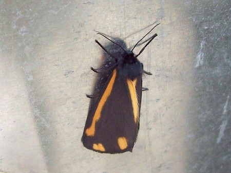 The Cinnabar Tyria jacobaeae