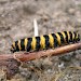 Larva • Lleyn Peninsula, N. Wales • © Shane Farrell