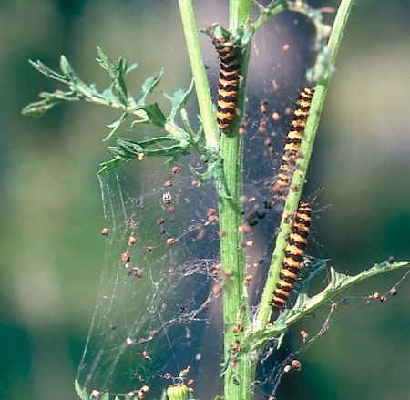 The Cinnabar Tyria jacobaeae