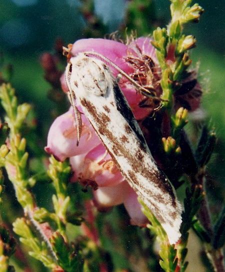 Speckled Footman Coscinia cribraria