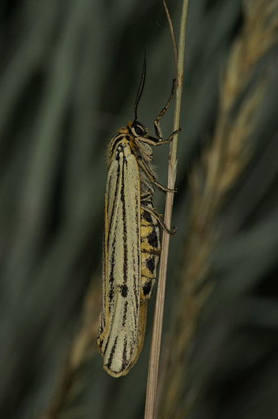 Feathered Footman Coscinia striata