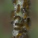 Young larvae • Netherlands • © Jeroen Voogd