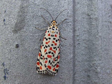 Crimson Speckled Utetheisa pulchella