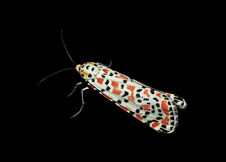 Crimson Speckled Utetheisa pulchella