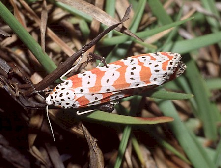 Beautiful Utetheisa Utetheisa bella