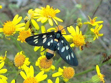 The Nine-spotted Amata phegea