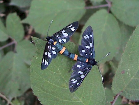 The Nine-spotted Amata phegea