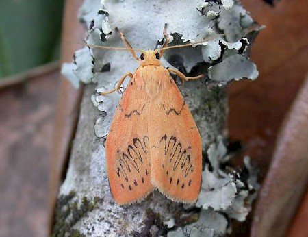 Rosy Footman Miltochrista miniata