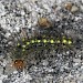Larva • Langton Matravers, Dorset • © Chris Spilling