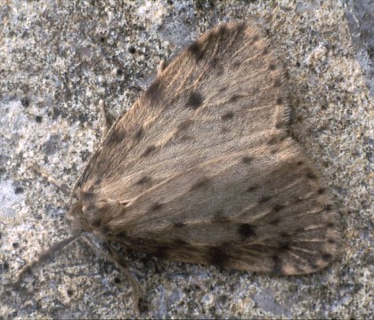 Adult &bull; La Gabriere, La Brenne, Central France &bull; &copy; Rob Petley-Jones