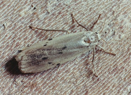 Dotted Footman Pelosia muscerda