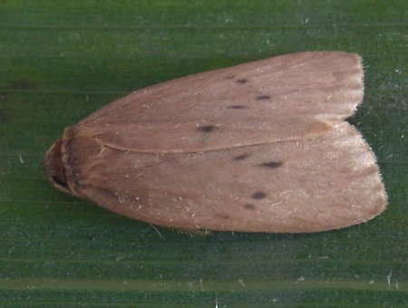 Small Dotted Footman Pelosia obtusa