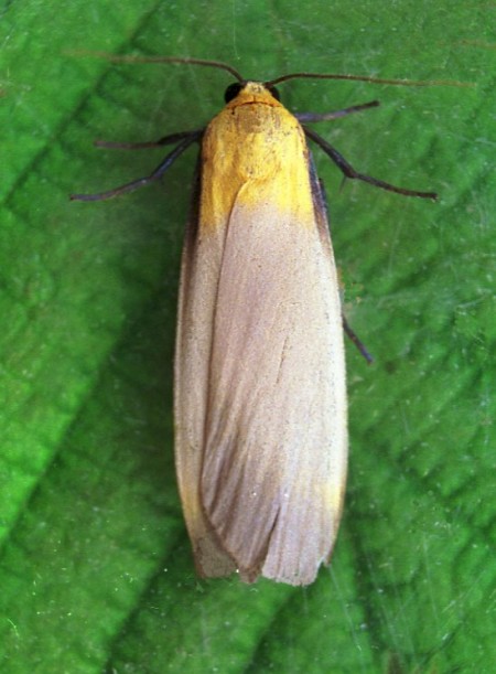 Four-spotted Footman Lithosia quadra