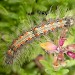 Larva • Maenporth, Cornwall • © George Davis