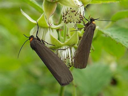 Red-necked Footman Atolmis rubricollis