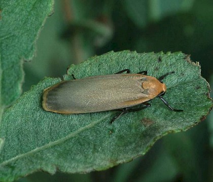 Adult • Norfolk • © Roy Leverton