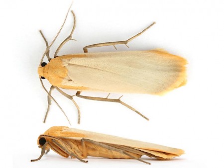 Buff Footman Eilema depressa