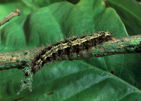 Buff Footman Eilema depressa