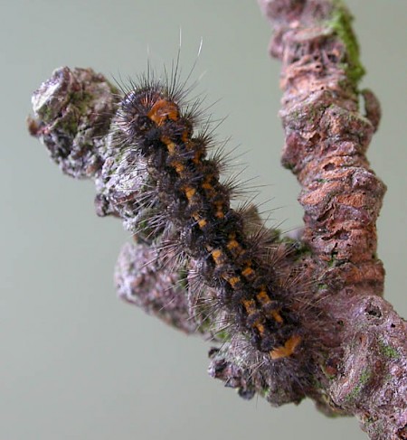 Dingy Footman Eilema griseola