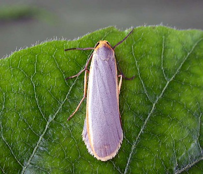 Adult • Littleborough, Lancs. • © Ian Kimber