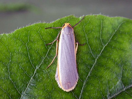 Common Footman Eilema lurideola