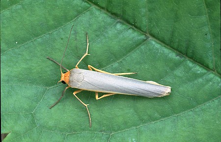 Scarce Footman Eilema complana