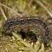 Larva • Surrey • © Tristan Bantock
