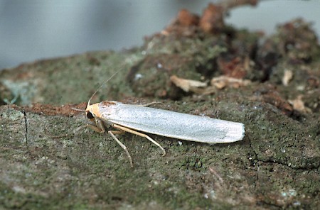 Hoary Footman Eilema caniola