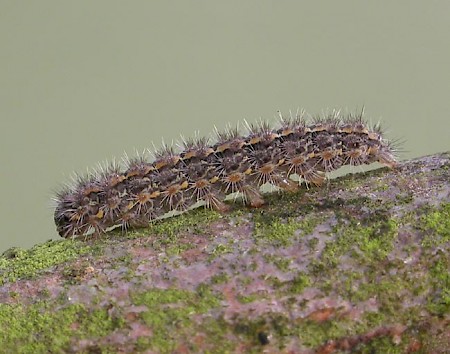 Hoary Footman Eilema caniola