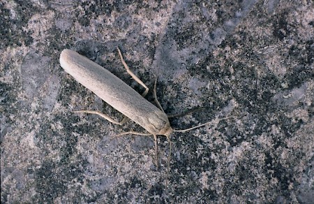 Pigmy Footman Eilema pygmaeola