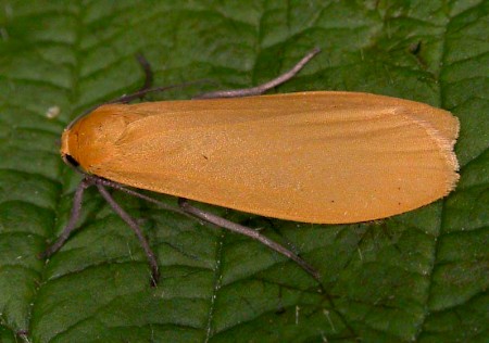 Orange Footman Eilema sororcula