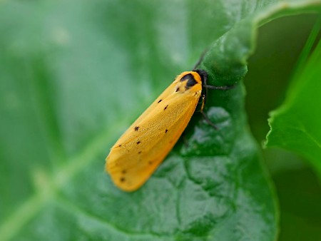 Dew Moth Setina irrorella