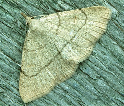 Adult &bull; Ham Street Woods NNR, Kent &bull; &copy; Rob Petley-Jones