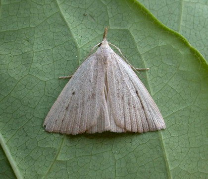 Adult • Redgrave and Lopham Fen, Norfolk • © Nigel Whinney