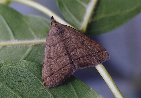 The Fan-foot Herminia tarsipennalis