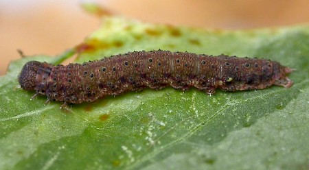 The Fan-foot Herminia tarsipennalis