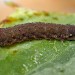 Larva • Chorlton, Gtr. Manchester, on Hedera • © Ben Smart